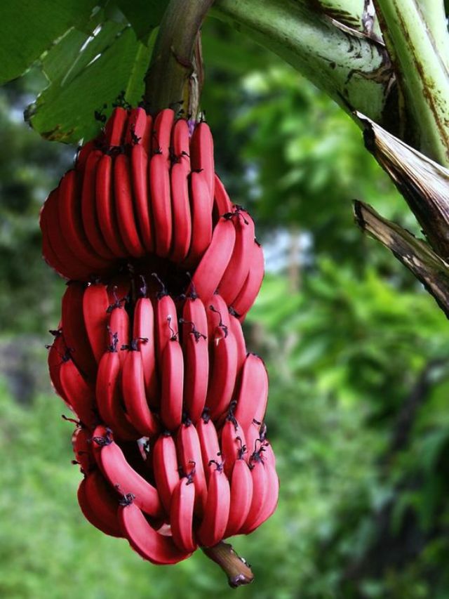 benefits of eating red banana