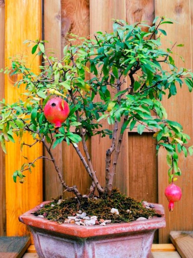 disadvantages of planting pomegranate plant at home