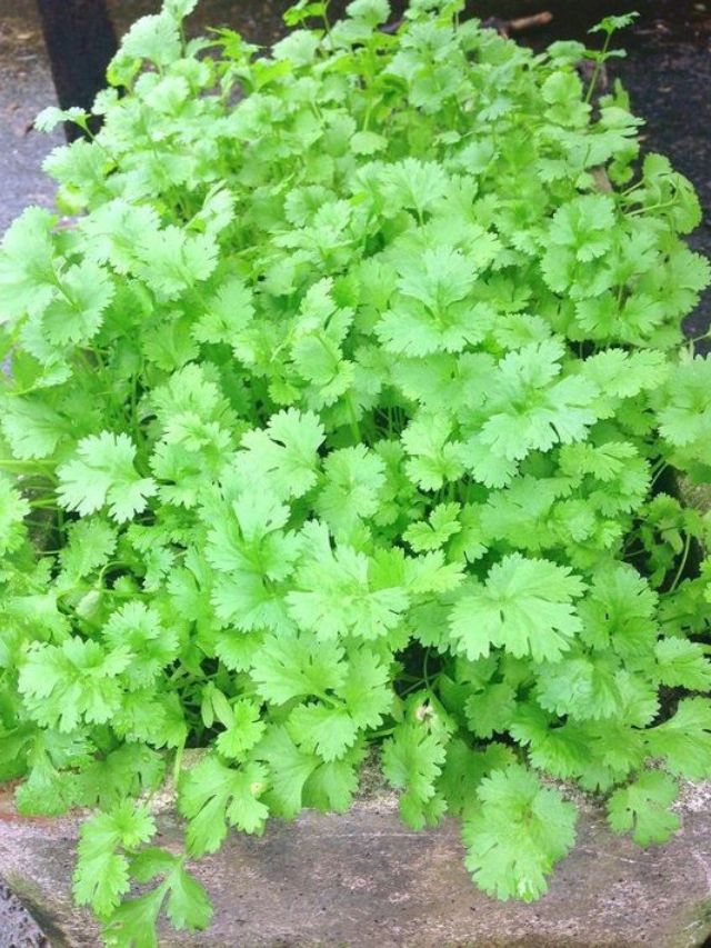 how to grow coriander plant at home