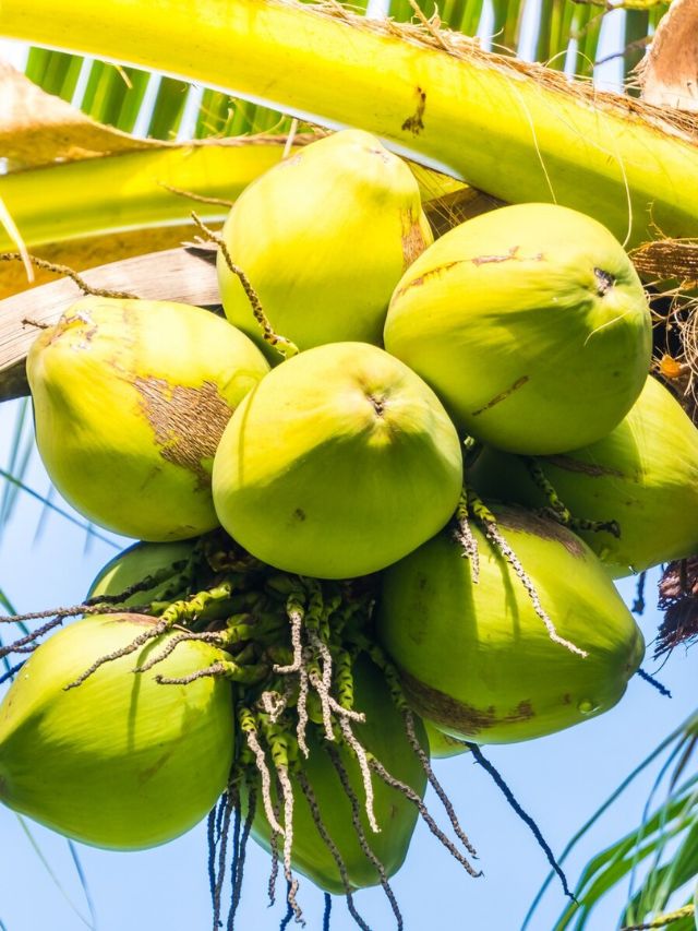 how to know how much water is in a coconut